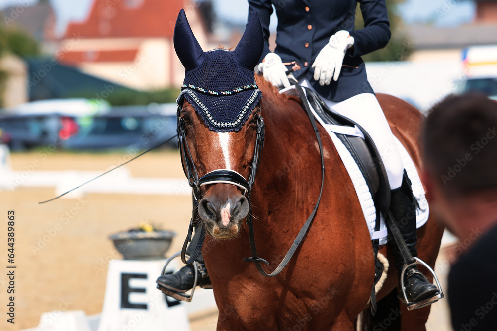 Dressage horse brown riding after the test, horse looks attentively at the audience.. Dressage horse brown riding after the test, horse looks attentively at the audience..