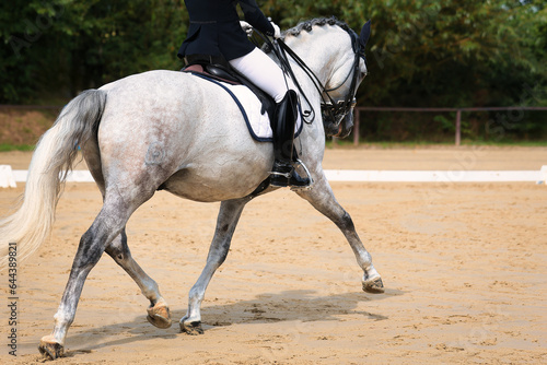 Dressage horse white with double bridle with braided mane at the trot tour, diagonal view from behind with rider.