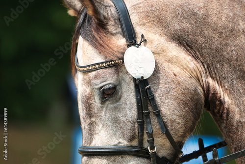 Fototapeta Naklejka Na Ścianę i Meble -  Dressage horse, buckskin, close-up of head wearing bridle and glitter browband...