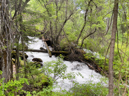 Stream in the forest. Spring in the forest. Spring landscape.
