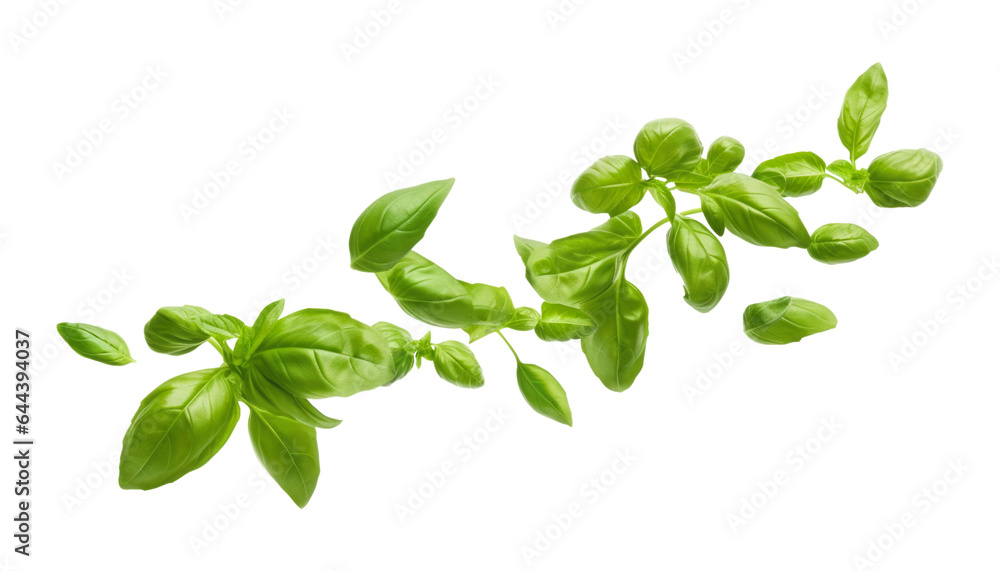 fresh basil leaves isolated on transparent background cutout fresh basil leaves isolated on transparent background cutout