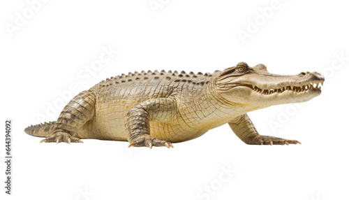crocodile isolated on transparent background cutout