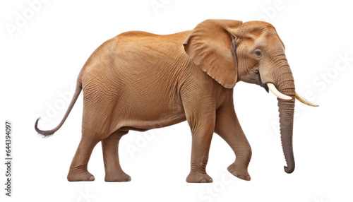 elephant isolated on transparent background cutout