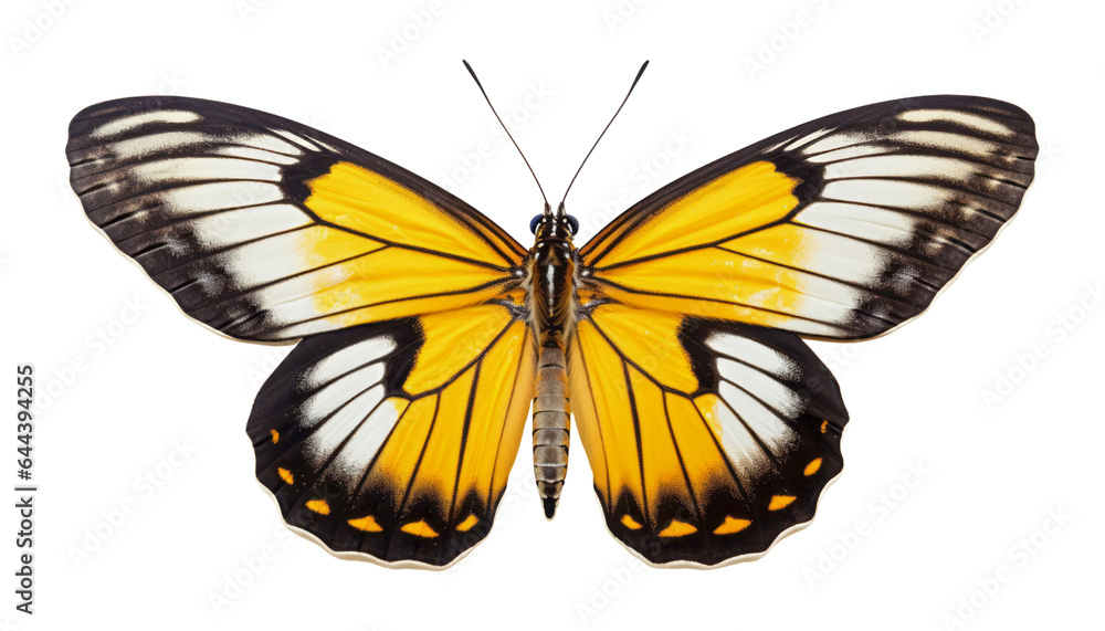 Fototapeta premium yellow butterfly isolated on transparent background cutout