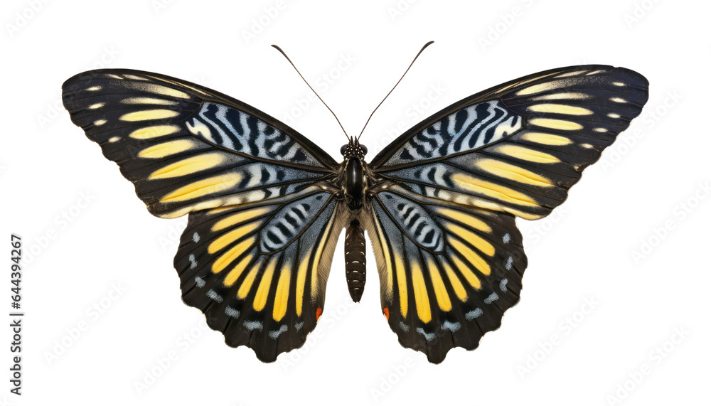Obraz premium yellow grey butterfly isolated on transparent background cutout