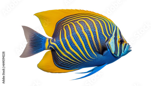 angel butterfly fish isolated on transparent background cutout