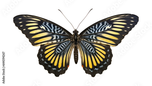 yellow grey butterfly isolated on transparent background cutout