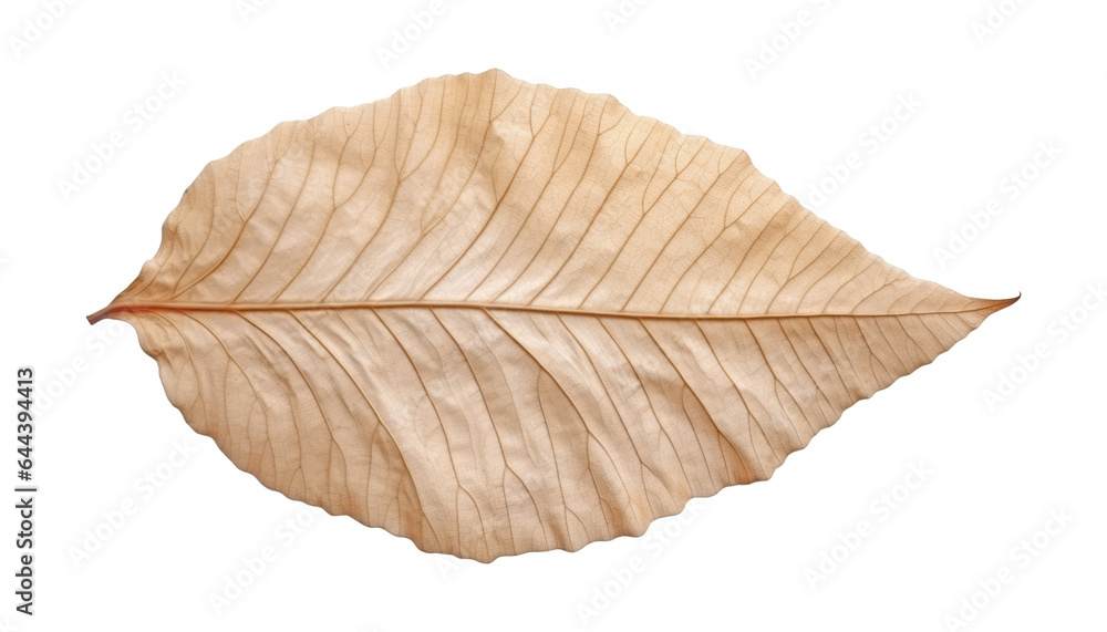 dry bay leaf isolated on transparent background cutout dry bay leaf isolated on transparent background cutout