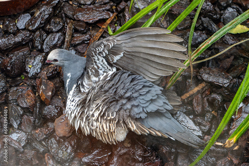 Wonga pigeon, leucosarcia melanoleuca, sits on the wet ground and move his feathers for catch falling water drops photo