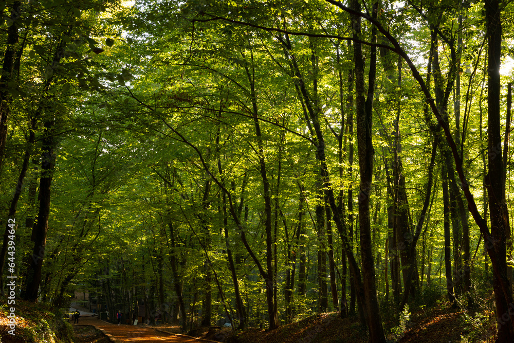 Fototapeta premium Silhouette of trees at sunset in the forest. World Environment Day or Earth Day