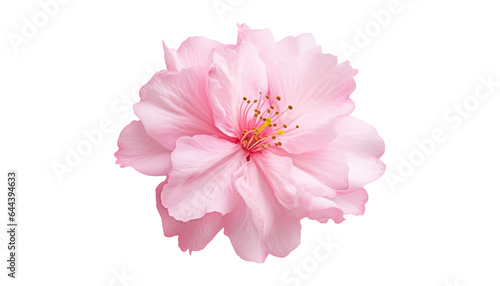 Fototapeta Naklejka Na Ścianę i Meble -  pink rose isolated on transparent background cutout