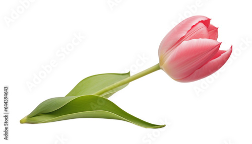 pink tulip isolated on transparent background cutout photo