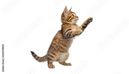 cat stand isolated on transparent background cutout
