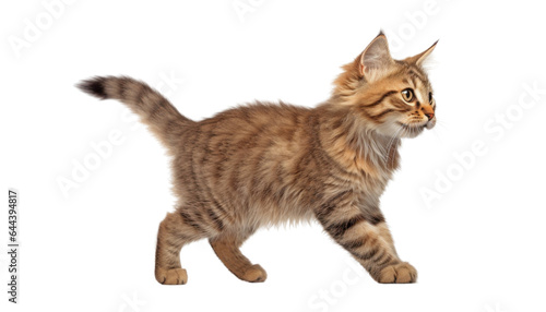 cat kitten walk isolated on transparent background cutout