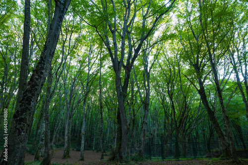 Forest view from inside the forest. Carbon net zero concept background photo