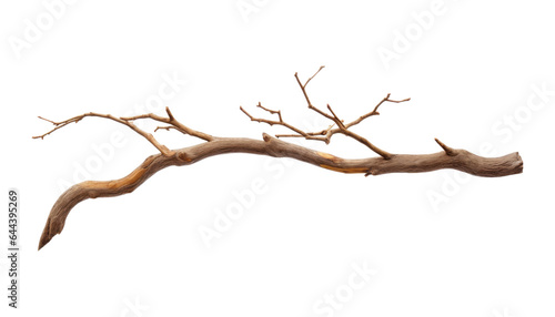 branch isolated on transparent background cutout