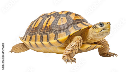 turtle isolated on transparent background cutout