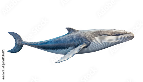 whale isolated on transparent background cutout