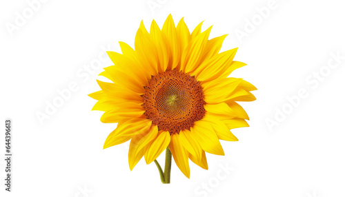 sunflower isolated on transparent background cutout