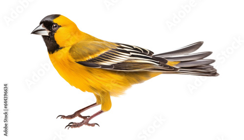 yellow wagtail isolated on transparent background cutout