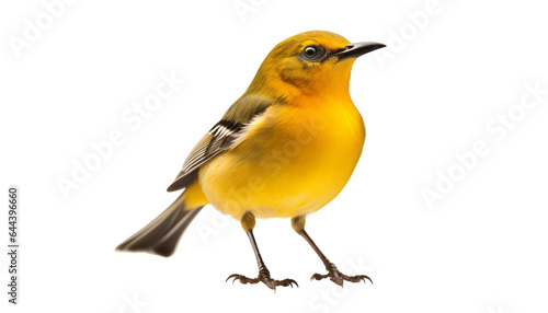yellow sparrow isolated on transparent background cutout © Papugrat