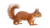 squirrel isolated on transparent background cutout