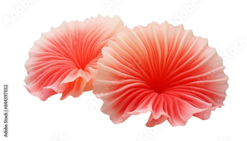 Fototapeta Naklejka Na Ścianę i Meble -  red coral isolated on transparent background cutout