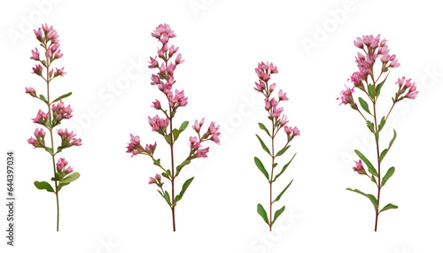 pink flowers stem isolated on transparent background cutout
