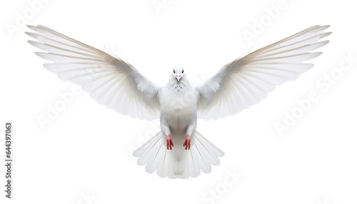 white dove flying isolated on transparent background cutout