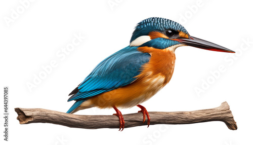kingfisher on a branch isolated on transparent background cutout