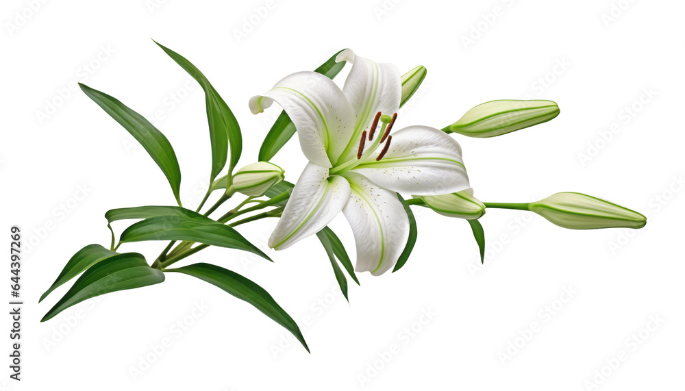 white lily flower isolated on transparent background cutout