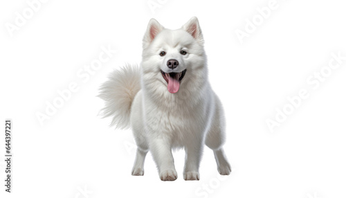 white dog isolated on transparent background cutout