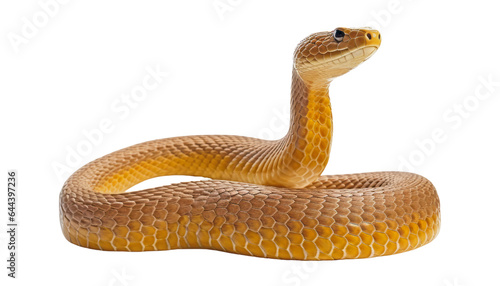 close up of a snake isolated on transparent background cutout © Papugrat