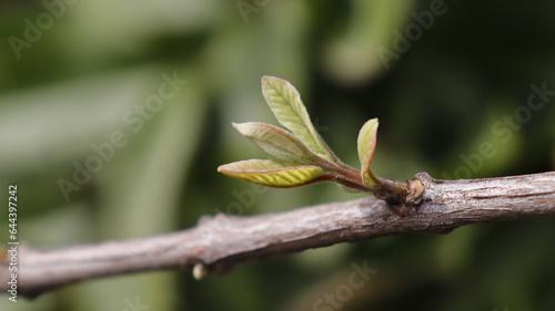 leaf