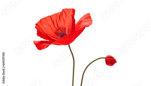 red poppy isolated on transparent background cutout