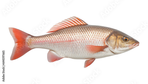 sea fish isolated on transparent background cutout