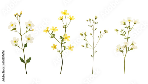 yellow twig flowers isolated on transparent background cutout