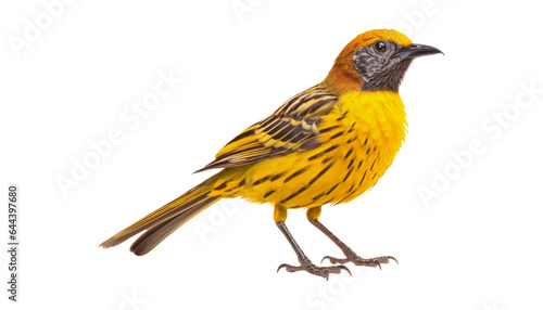 yellow bird isolated on transparent background cutout © Papugrat