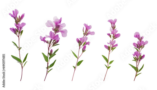 pink twig flowers isolated on transparent background cutout