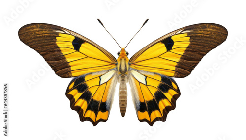 yellow butterfly isolated on transparent background cutout © Papugrat