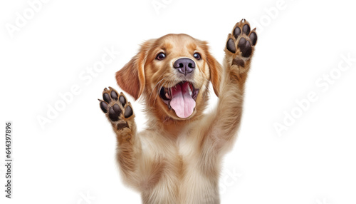 baby golden retriever dog isolated on transparent background cutout