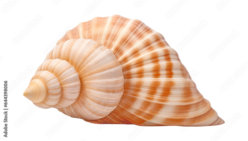 Fototapeta premium seashell isolated on transparent background cutout