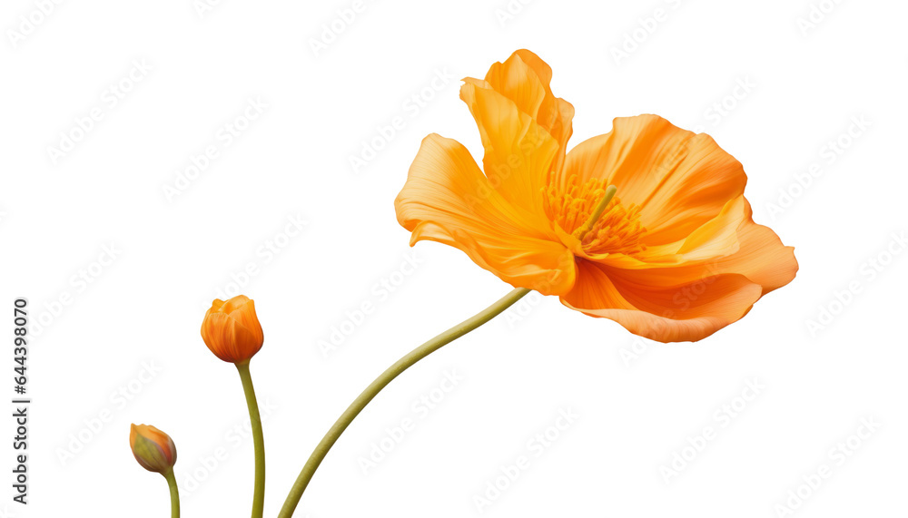 orange flower isolated on transparent background cutout