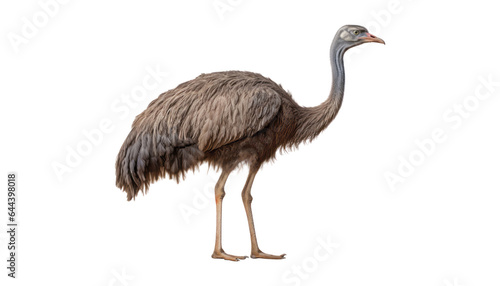 ostrich isolated on transparent background cutout