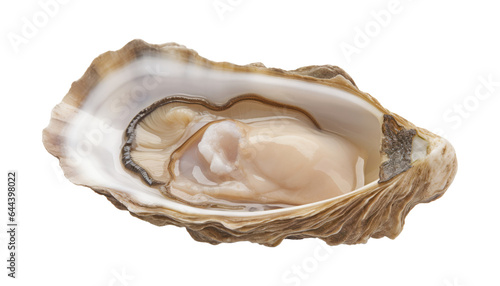 oyster isolated on transparent background cutout