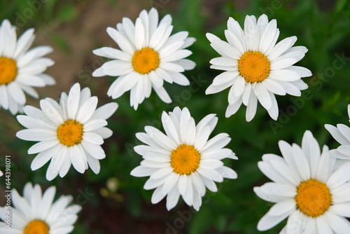 Pharmaceutical camomile. Matricaria chamomilla blooming. Chamomiles. Beautiful nature fresh medical chamomille heads for natural bio eco cosmetics showing ad. Daisy flower. Floral background. Top view