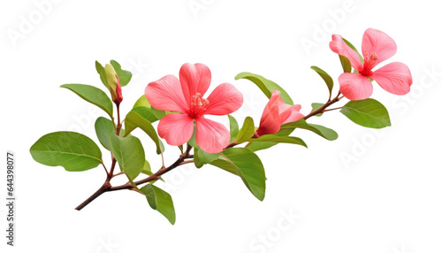 pink flowers twig isolated on transparent background cutout
