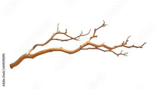 branch isolated on transparent background cutout © Papugrat