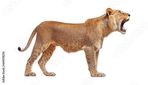 lion stand isolated on transparent background cutout