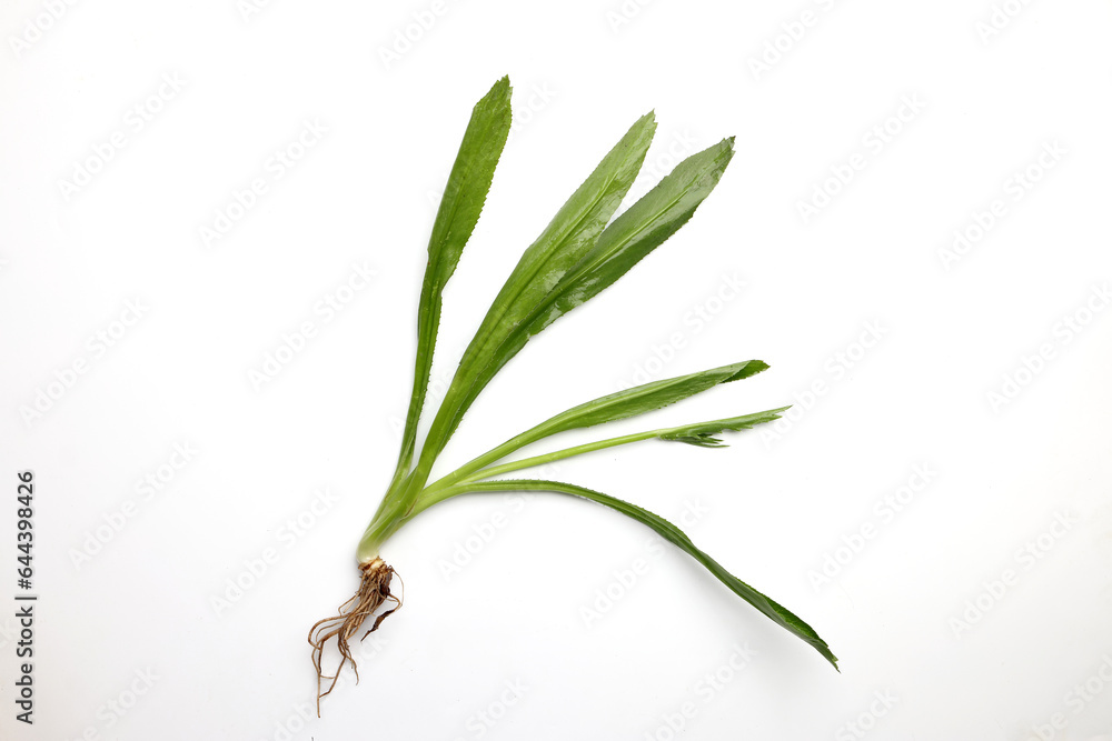 Fototapeta premium Ngo Gai leafs thai parsley fragrant herb condiment on white background